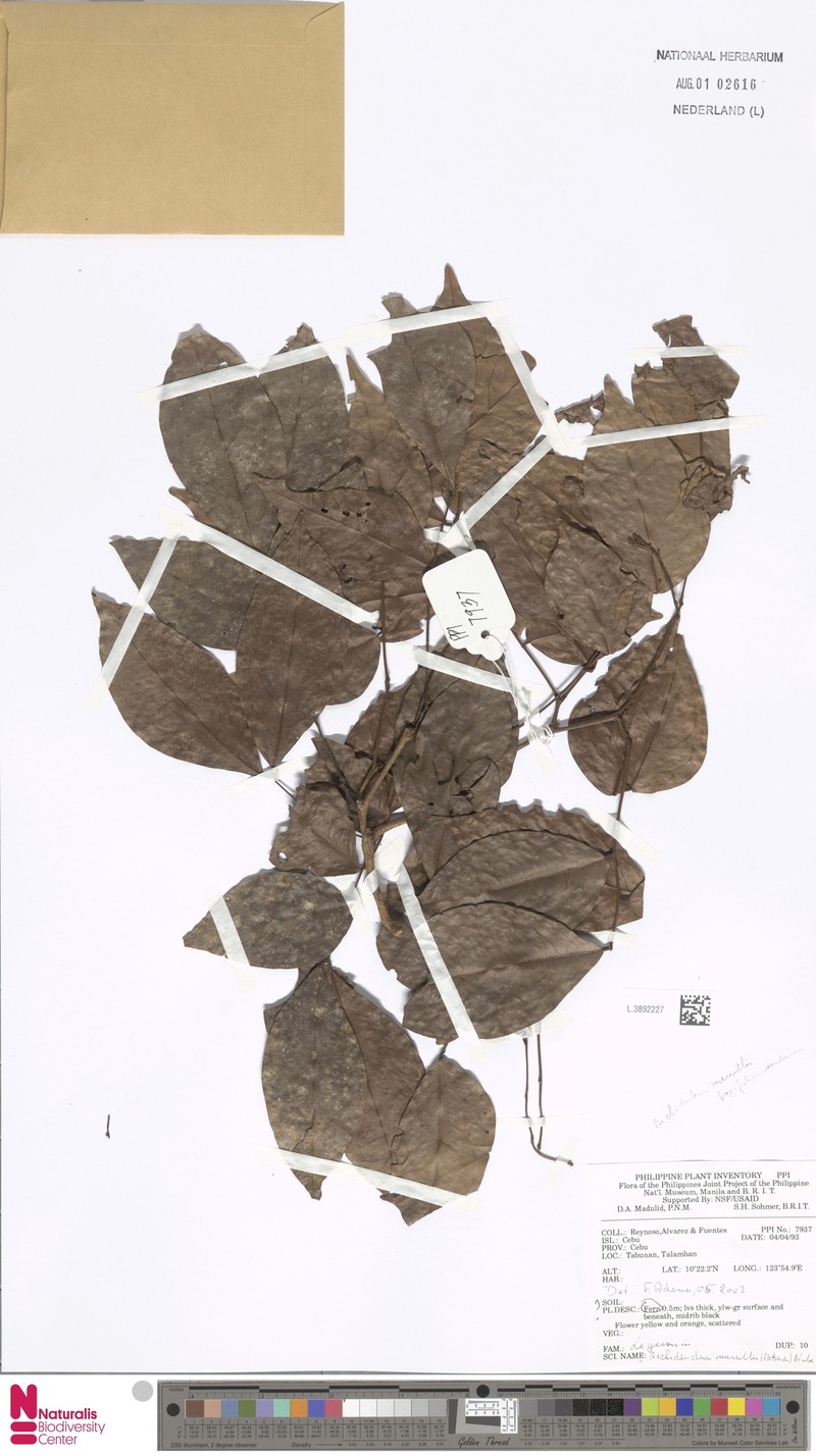 Archidendron merrillii photo 5