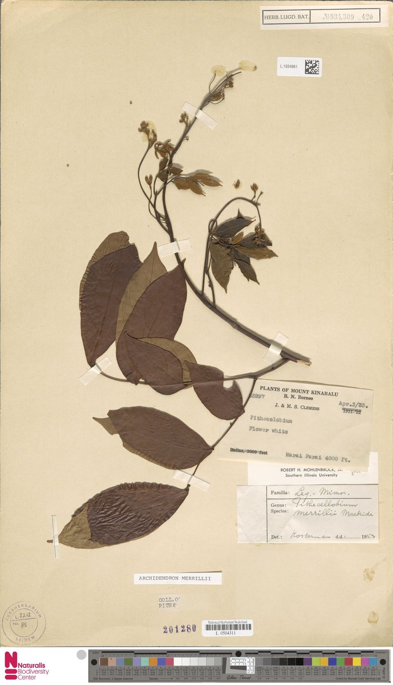 Archidendron merrillii photo 6
