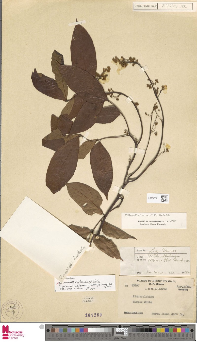 Archidendron merrillii photo 7