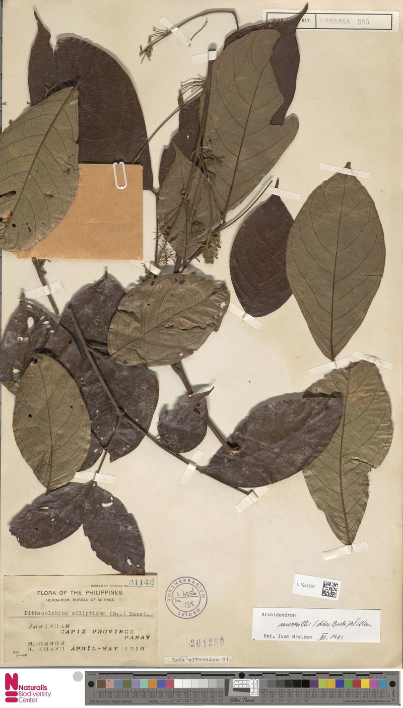 Archidendron merrillii photo 8