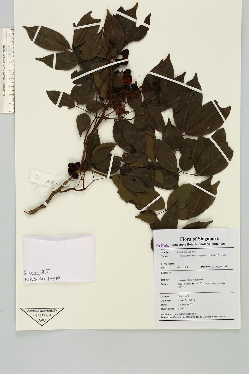 Archidendron microcarpum