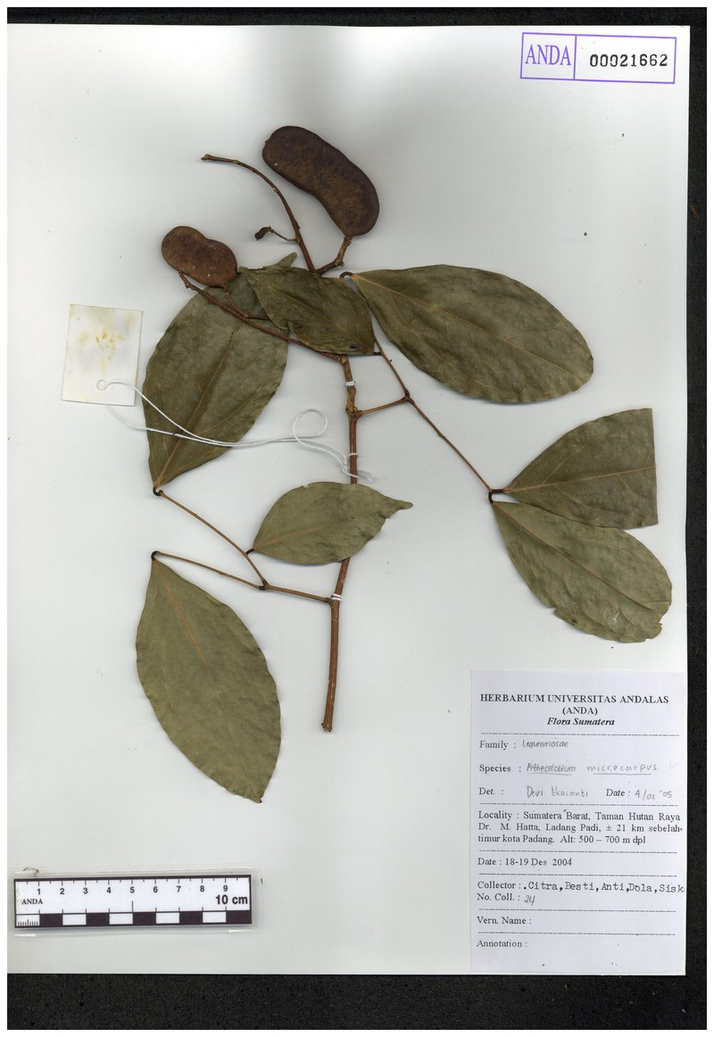 Archidendron microcarpum photo 2