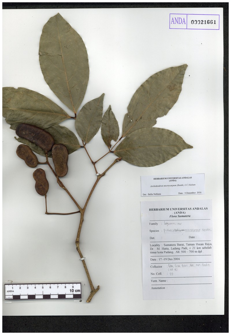 Archidendron microcarpum photo 3