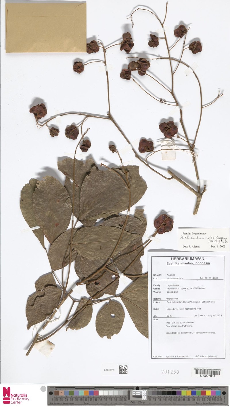 Archidendron microcarpum photo 5