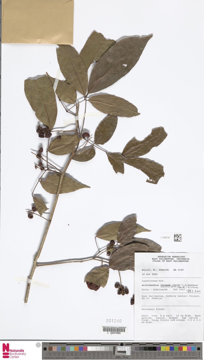 Archidendron microcarpum photo 6