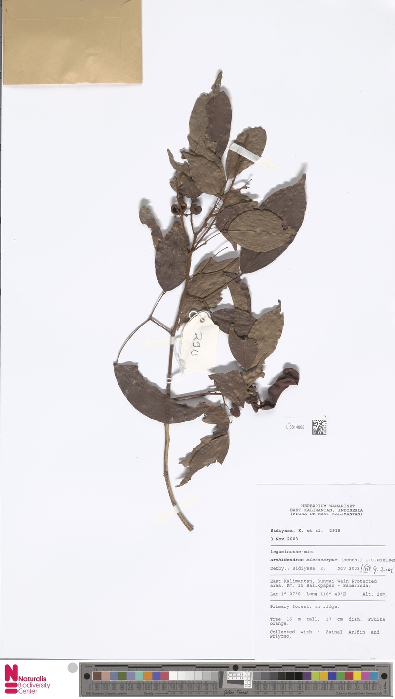 Archidendron microcarpum photo 7