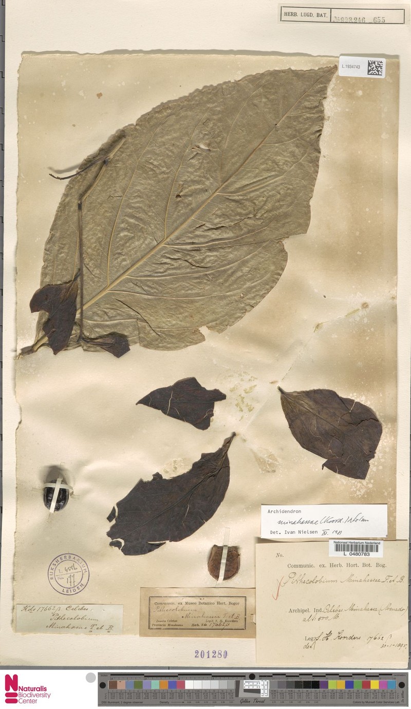 Archidendron minahassae