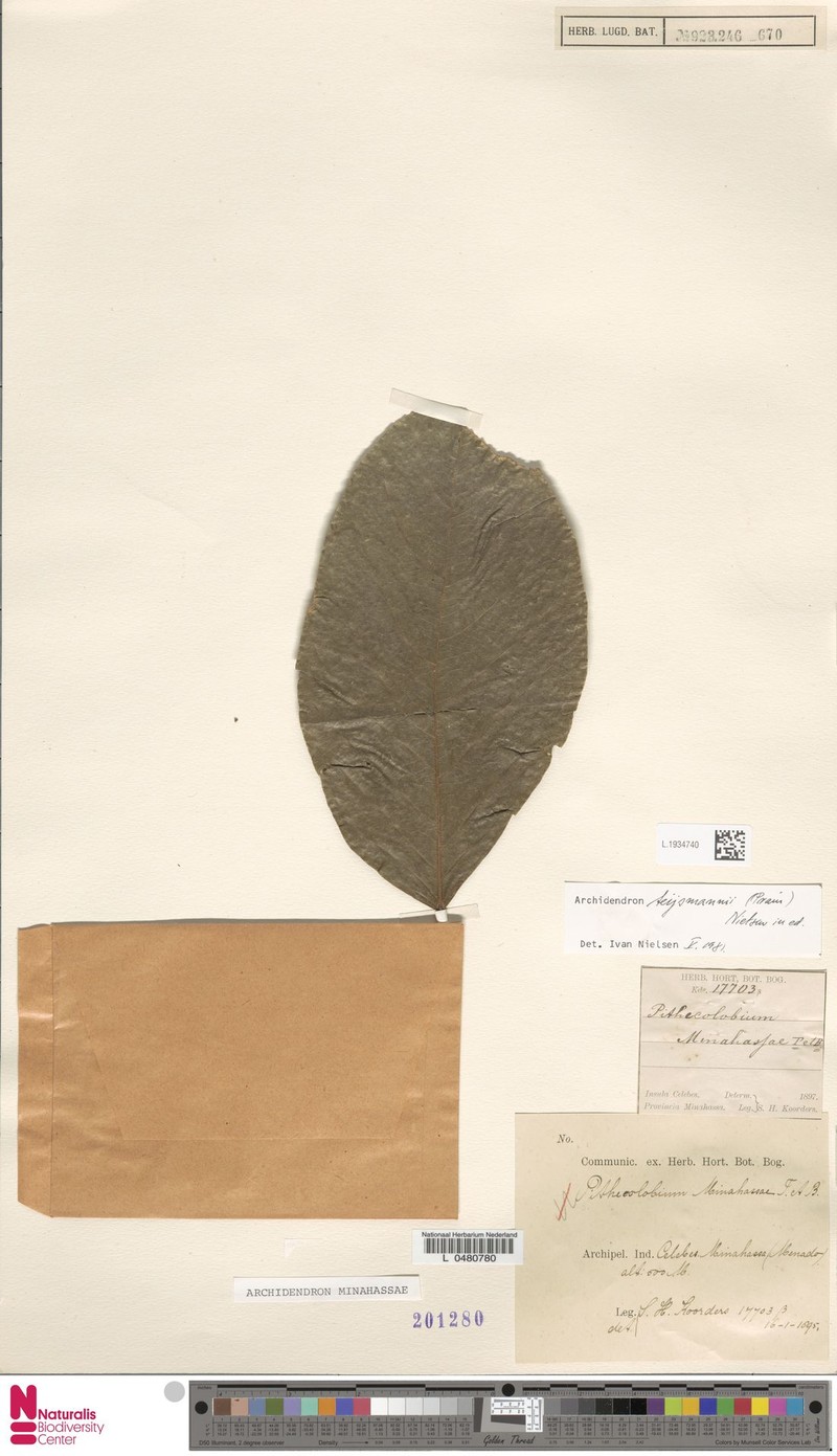 Archidendron minahassae photo 2