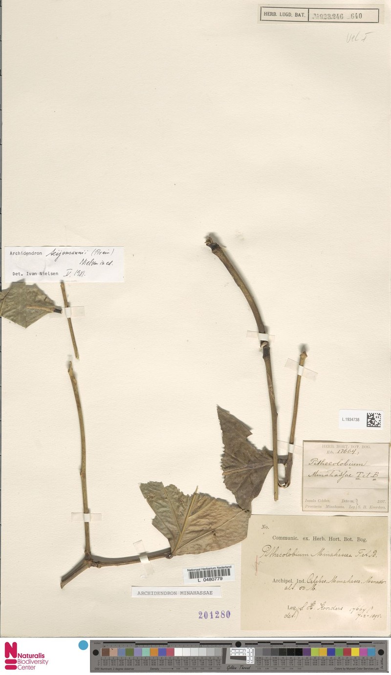 Archidendron minahassae photo 4