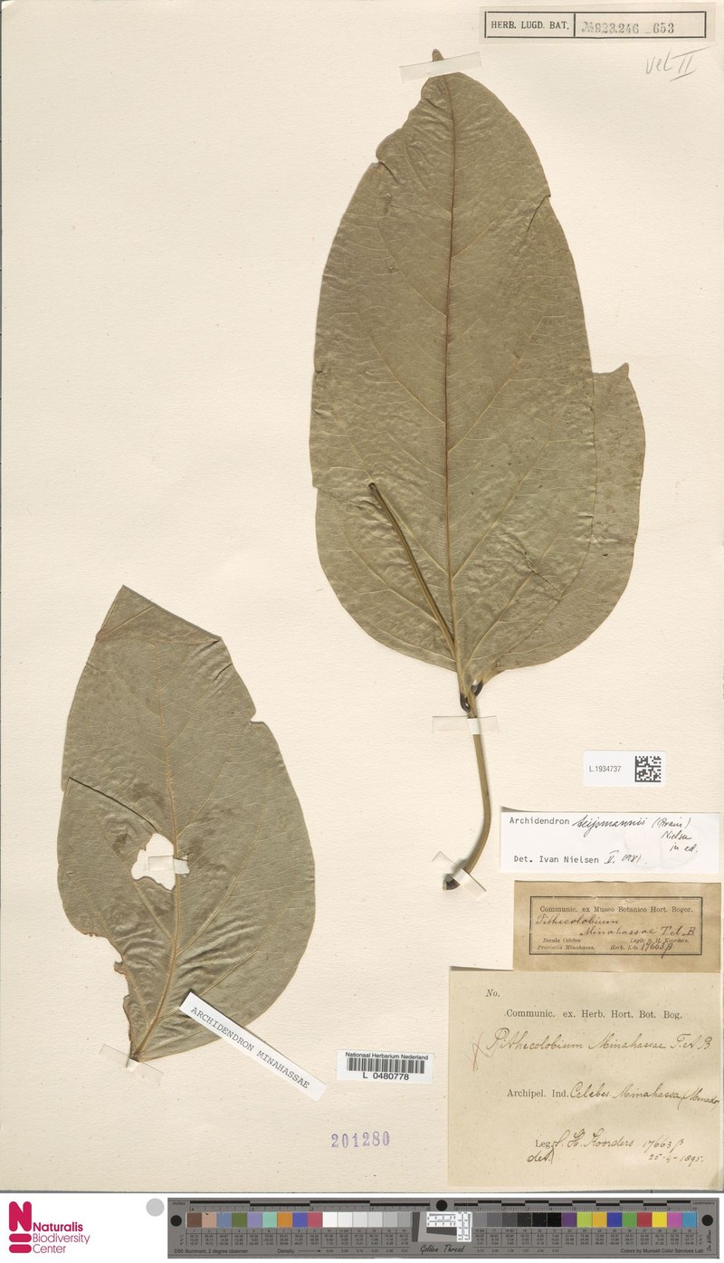 Archidendron minahassae photo 5