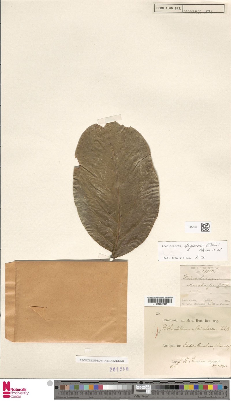 Archidendron minahassae photo 6