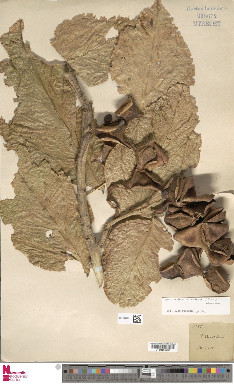 Archidendron minahassae photo 7