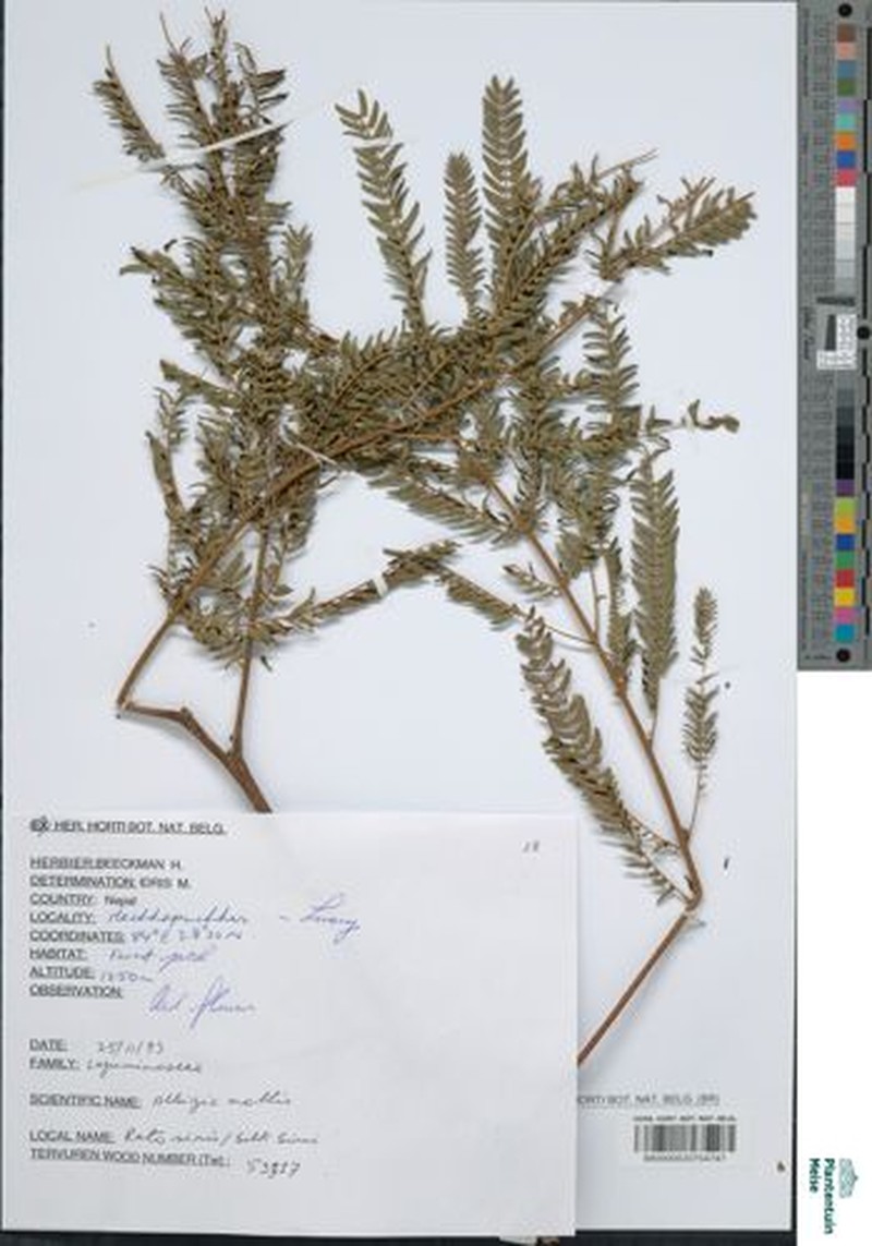 Archidendron molle photo 2