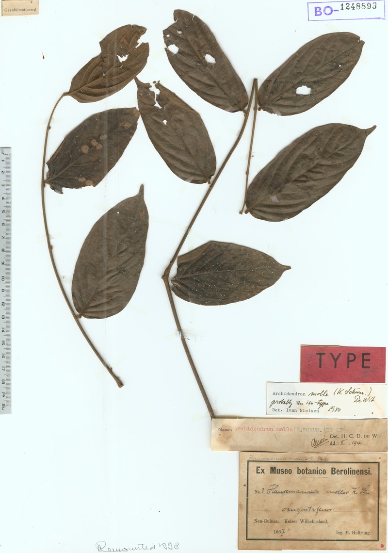 Archidendron molle photo 3