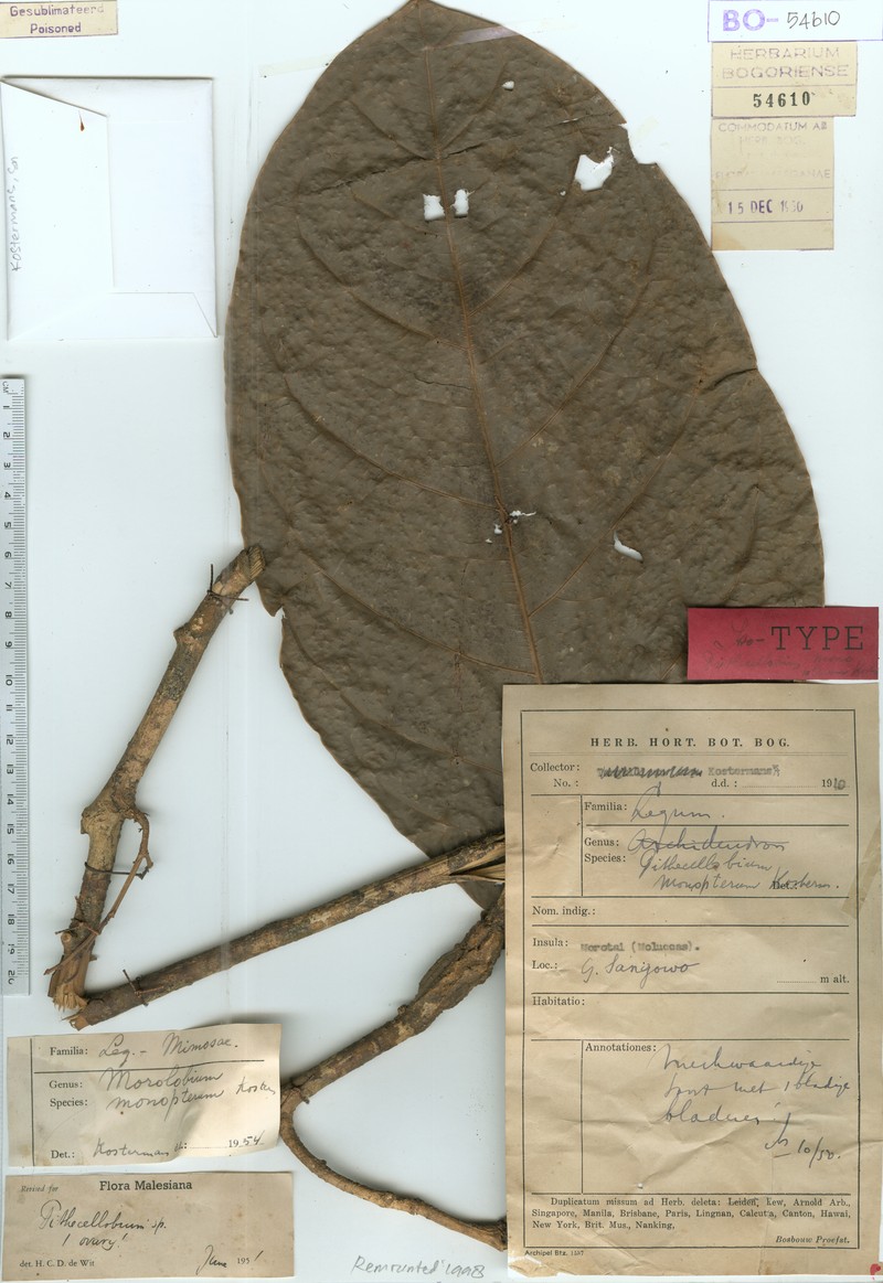 Archidendron monopterum