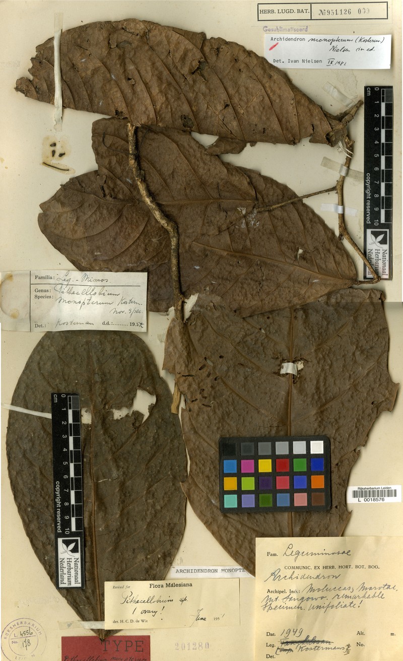 Archidendron monopterum photo 2