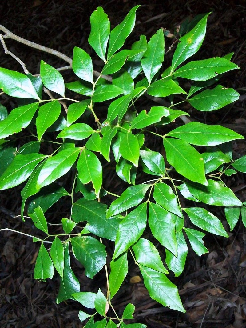 Archidendron muellerianum