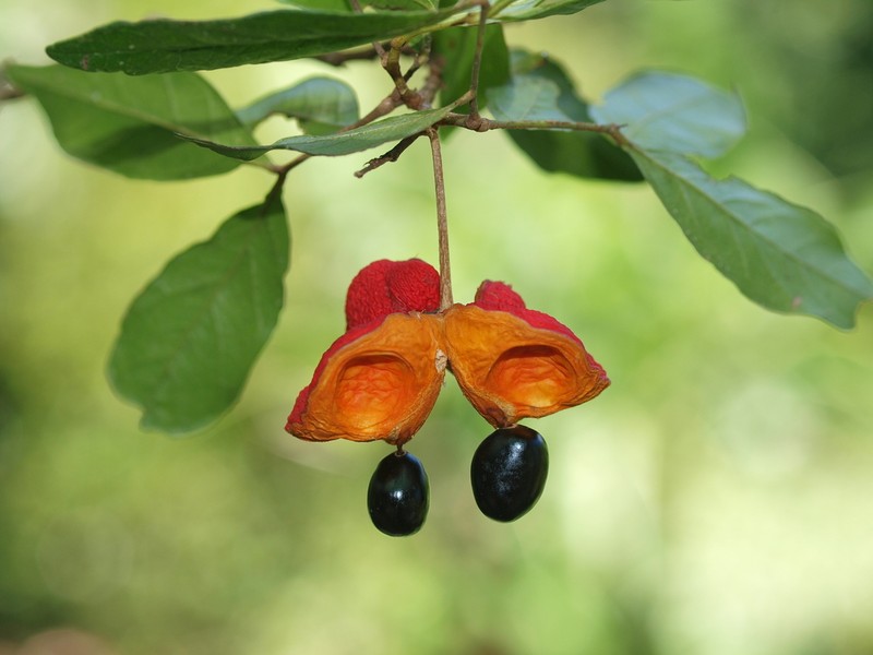 Archidendron muellerianum photo 2