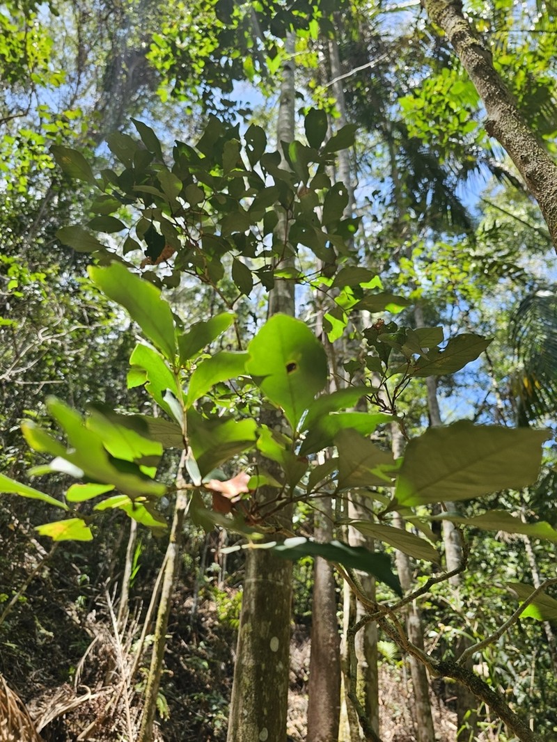 Archidendron muellerianum photo 3