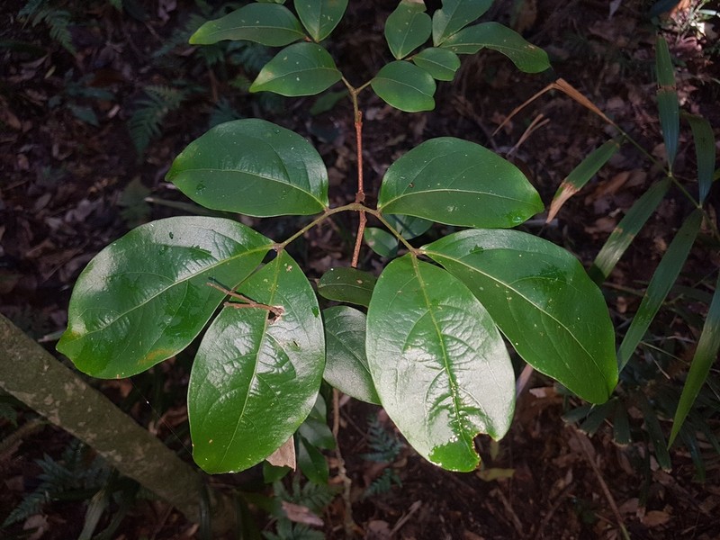 Archidendron muellerianum photo 4