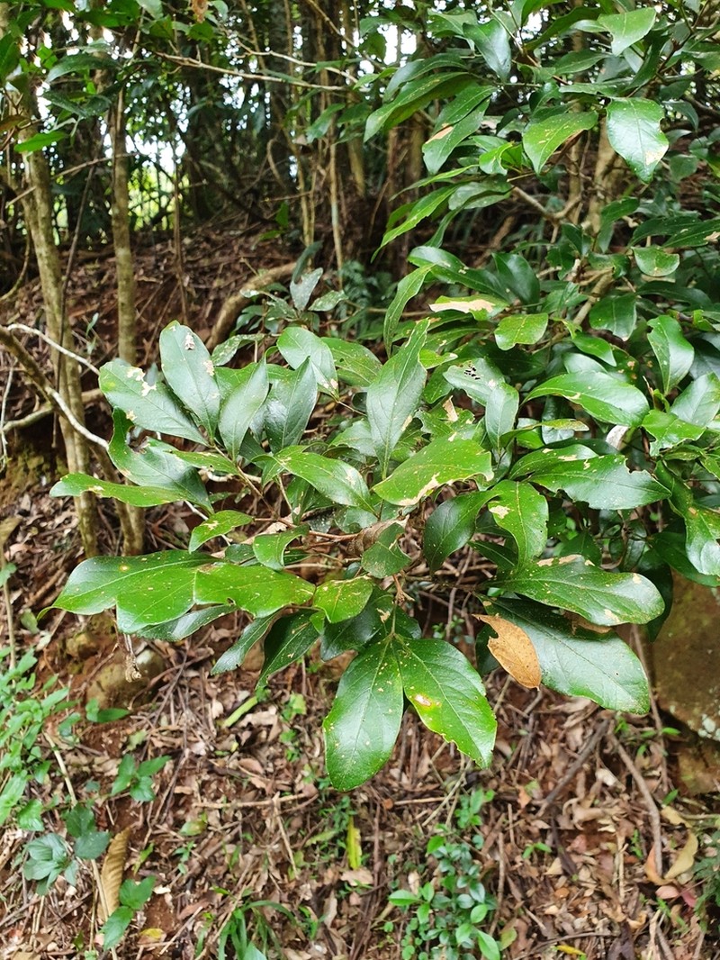 Archidendron muellerianum photo 5