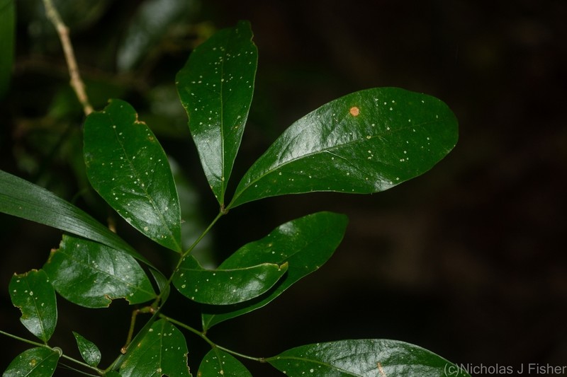 Archidendron muellerianum photo 6