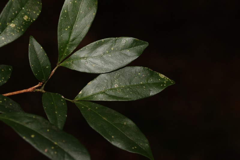 Archidendron muellerianum photo 7