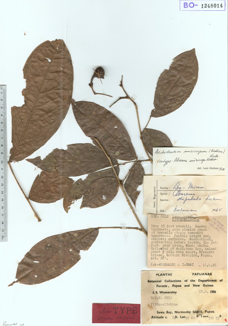 Archidendron muricarpum