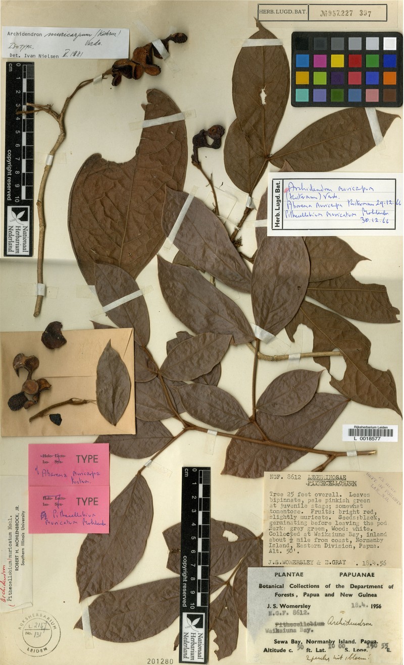 Archidendron muricarpum photo 2