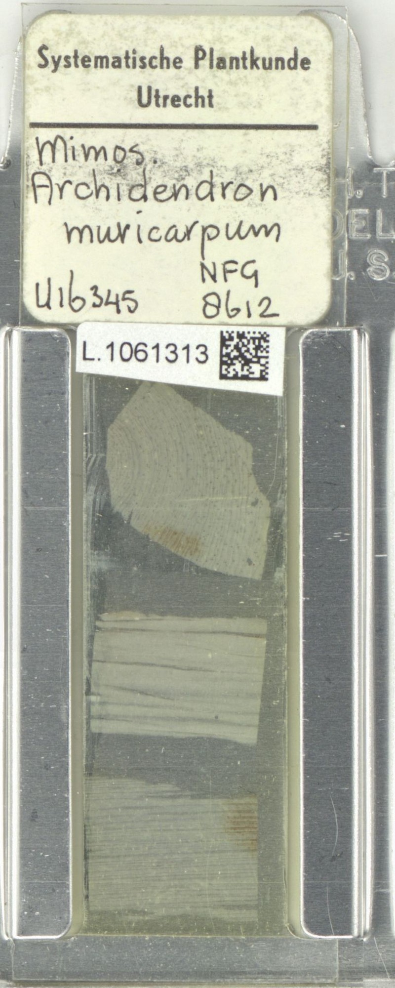Archidendron muricarpum photo 3