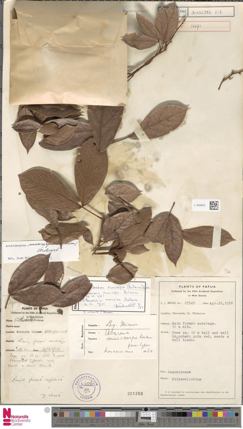 Archidendron muricarpum photo 5