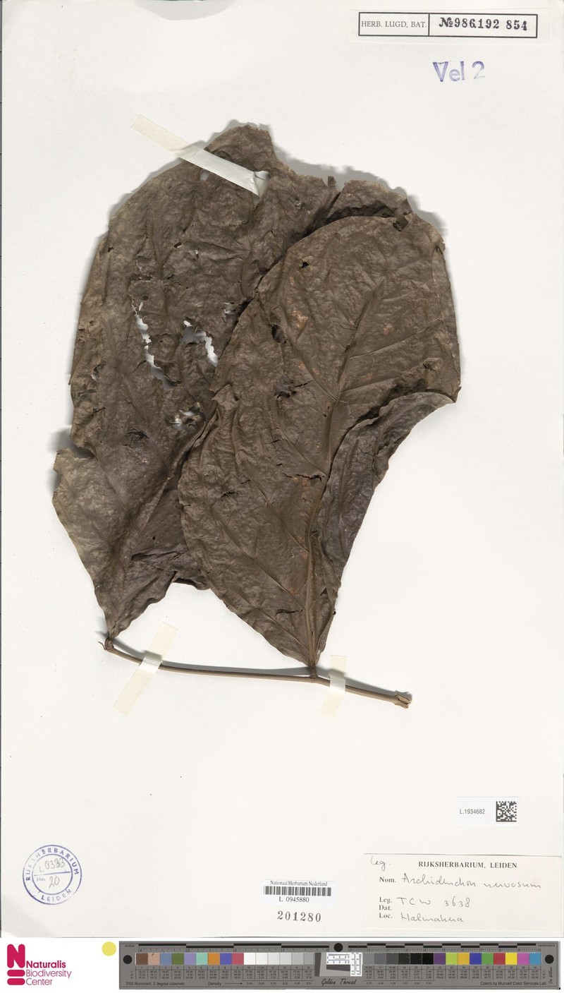 Archidendron nervosum photo 2