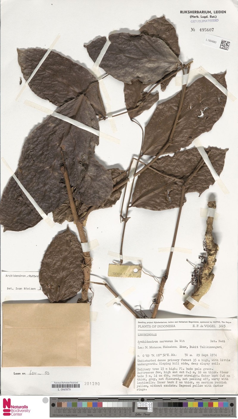 Archidendron nervosum photo 3