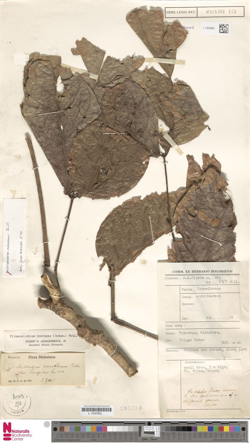 Archidendron nervosum photo 4