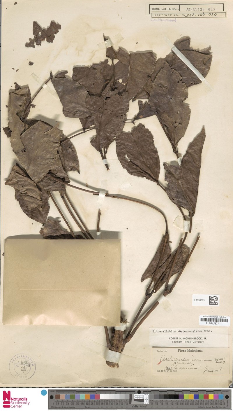 Archidendron nervosum photo 5
