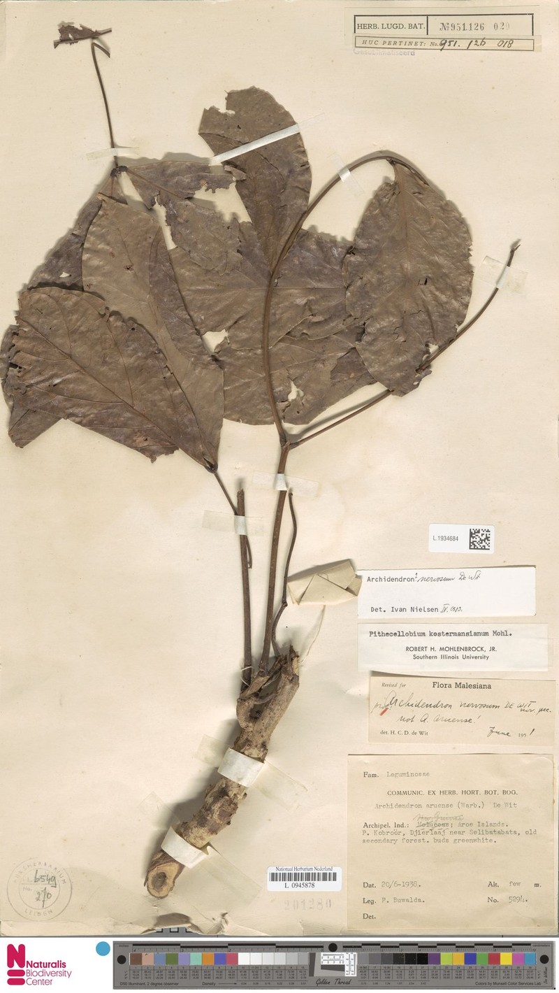 Archidendron nervosum photo 6