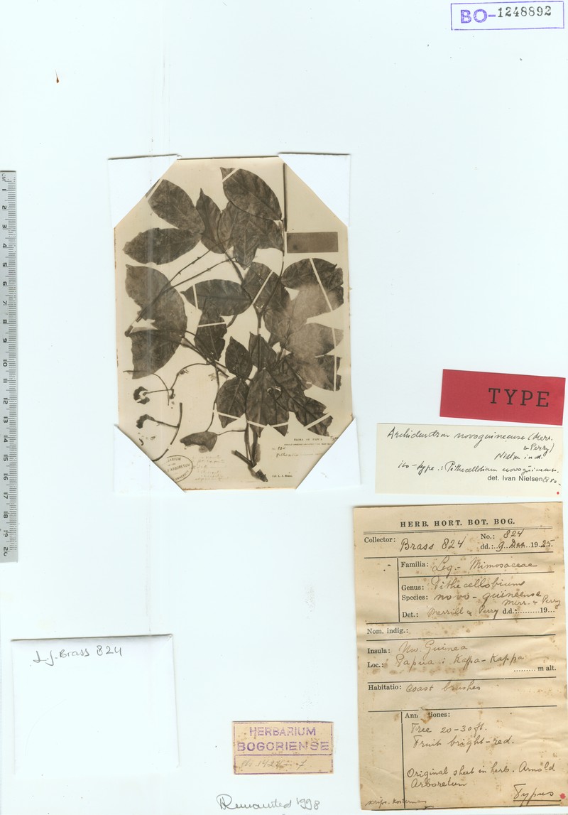 Archidendron novoguineense