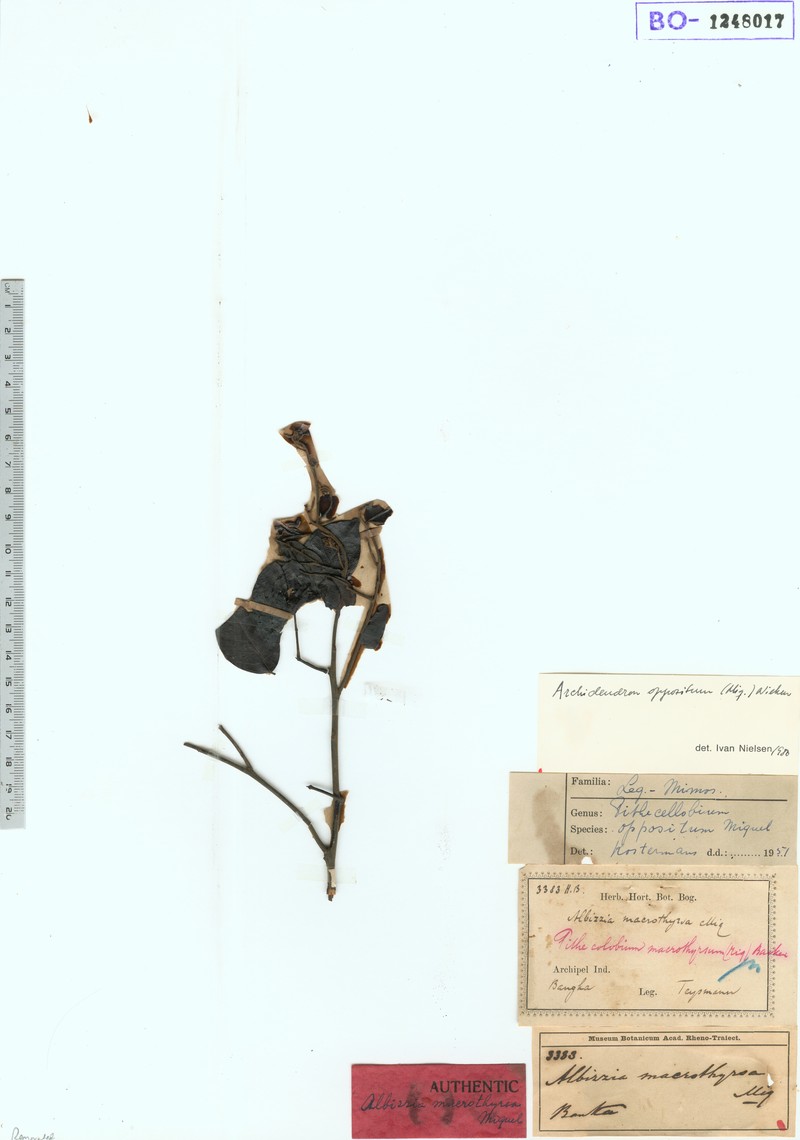 Archidendron oppositum