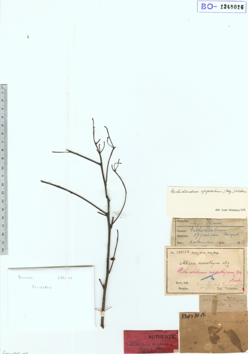 Archidendron oppositum photo 2