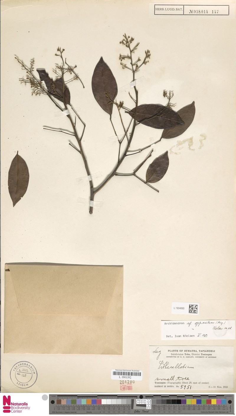 Archidendron oppositum photo 3
