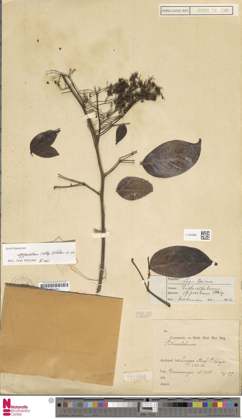 Archidendron oppositum photo 4