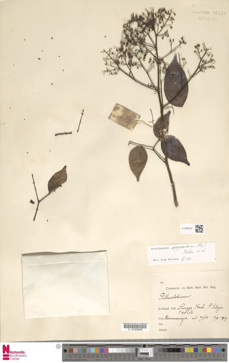 Archidendron oppositum photo 5