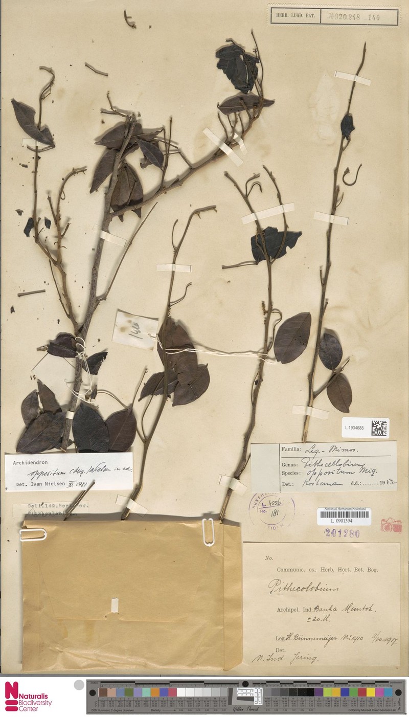 Archidendron oppositum photo 6