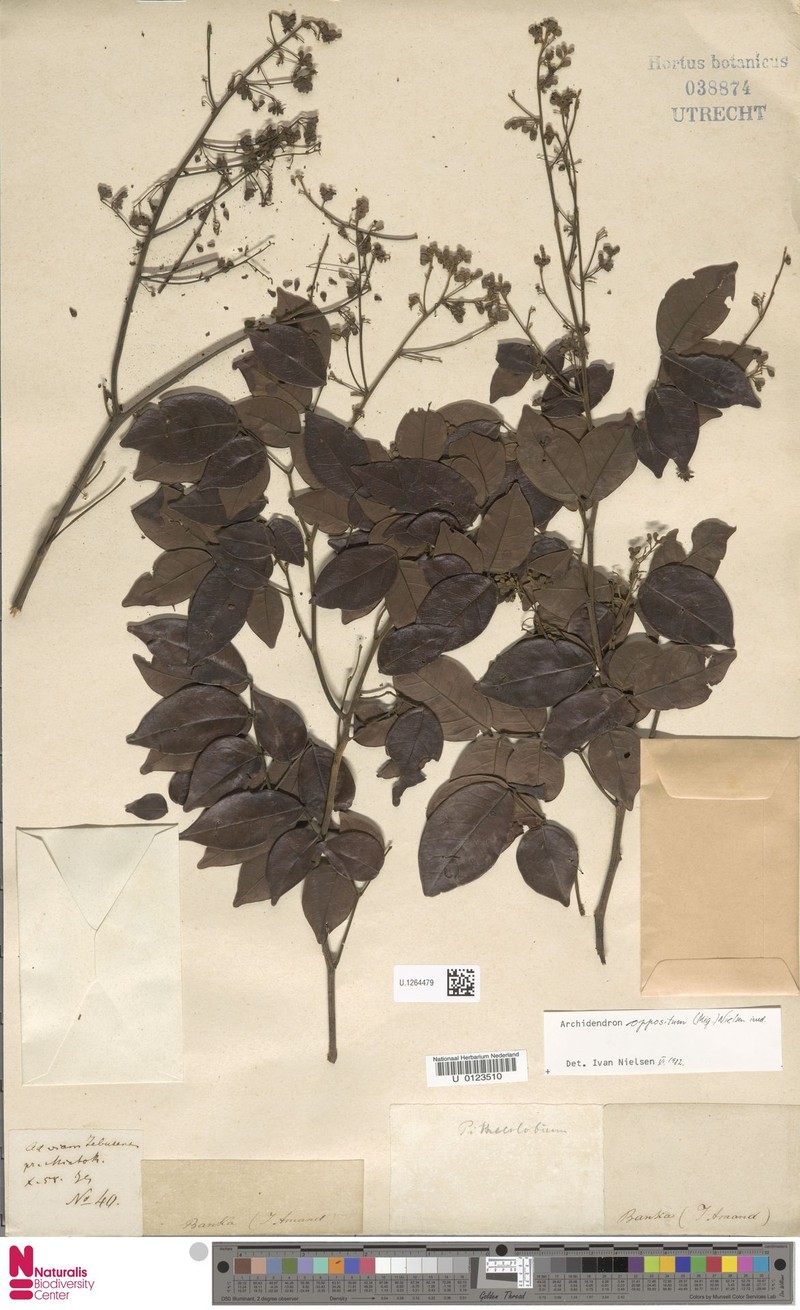 Archidendron oppositum photo 7