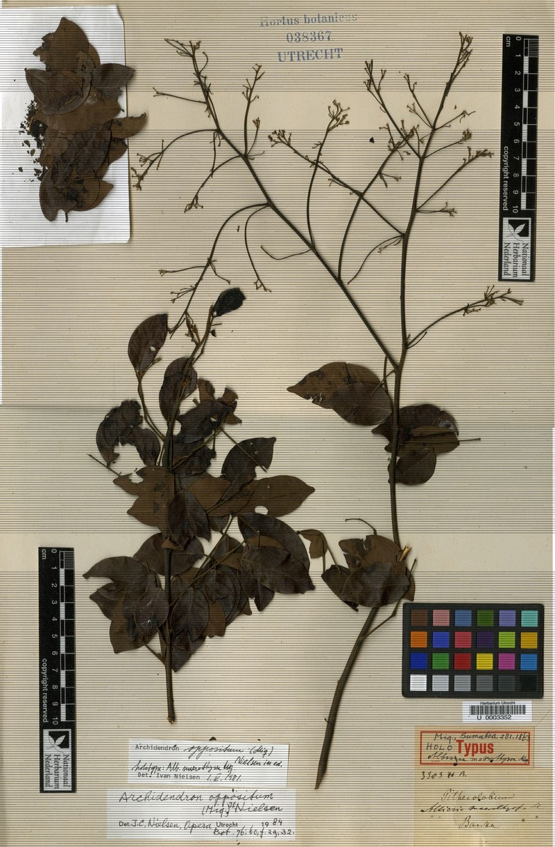 Archidendron oppositum photo 8