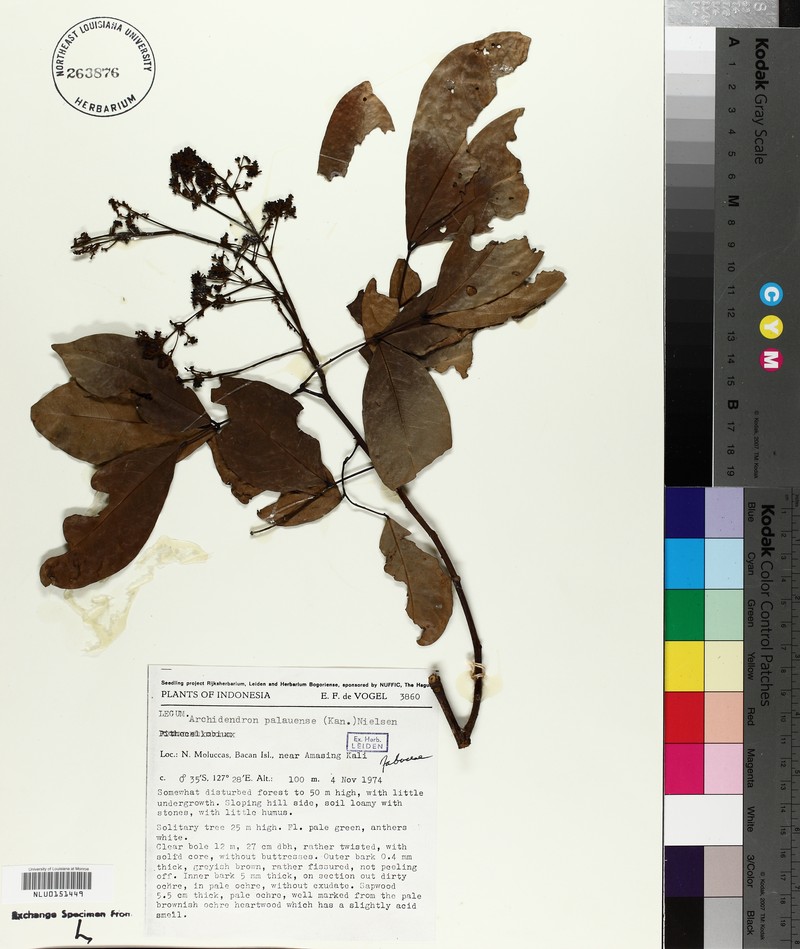 Palau Archidendron