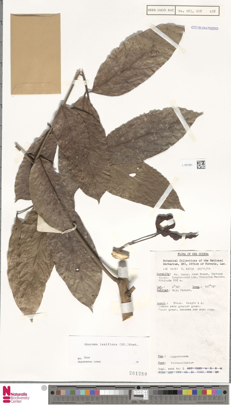 Palau Archidendron photo 2
