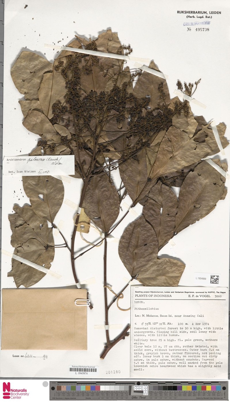 Palau Archidendron photo 3