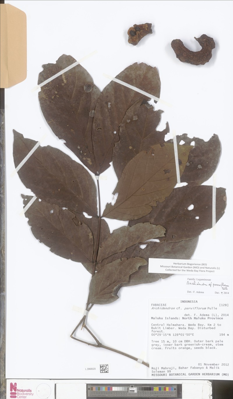 Archidendron parviflorum