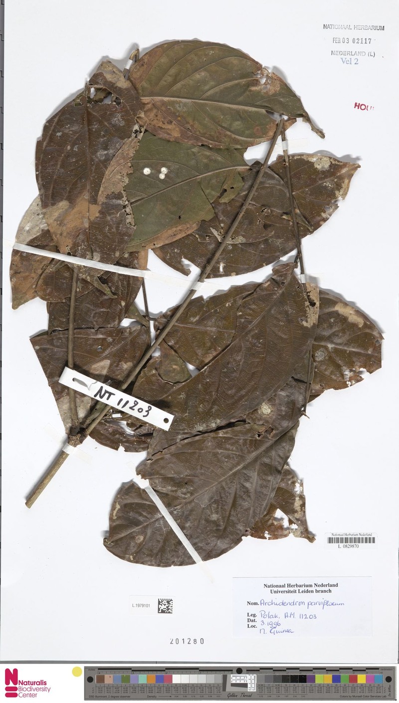 Archidendron parviflorum photo 2